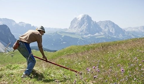 immagine del bando